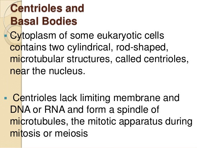 What happens to the centrioles during mitosis?