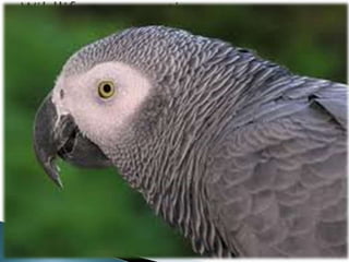 The Wildlife Conservation Act was enacted by the Government of
India in 1972. Soon after the trend of policy makers enacting
regulations on conservation a strategy was developed to allow
actors, both government and non-government, to follow a
detailed "framework" to successful conservation. The World
Conservation Strategy was developed in 1980 by the
"International Union for Conservation of Nature and Natural
Resources "(IUCN) with advice, cooperation and financial
assistance of the United Nations Environment Programmed
(UNEP) and the World Wildlife Fund and in collaboration with the
Food and Agriculture Organization of the United Nations (FAO)
and the United Nations Educational, Scientific and Cultural
Organization (Enesco)" The strategy aims to "provide an
intellectual framework and practical guidance for conservation
actions."This thorough guidebook covers everything from the
intended "users" of the strategy to its very priorities and even a
map section containing areas that have large seafood
consumption therefore endangering the area to over fishing. The
main sections are as follows:
 