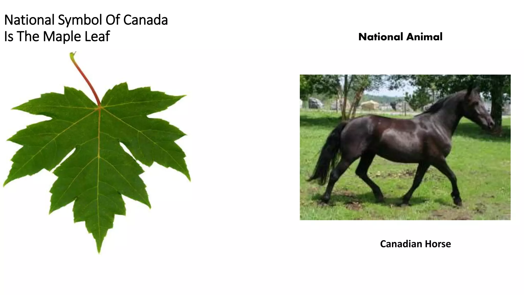 National Symbol Of Canada
Is The Maple Leaf
Canadian Horse
National Animal
 