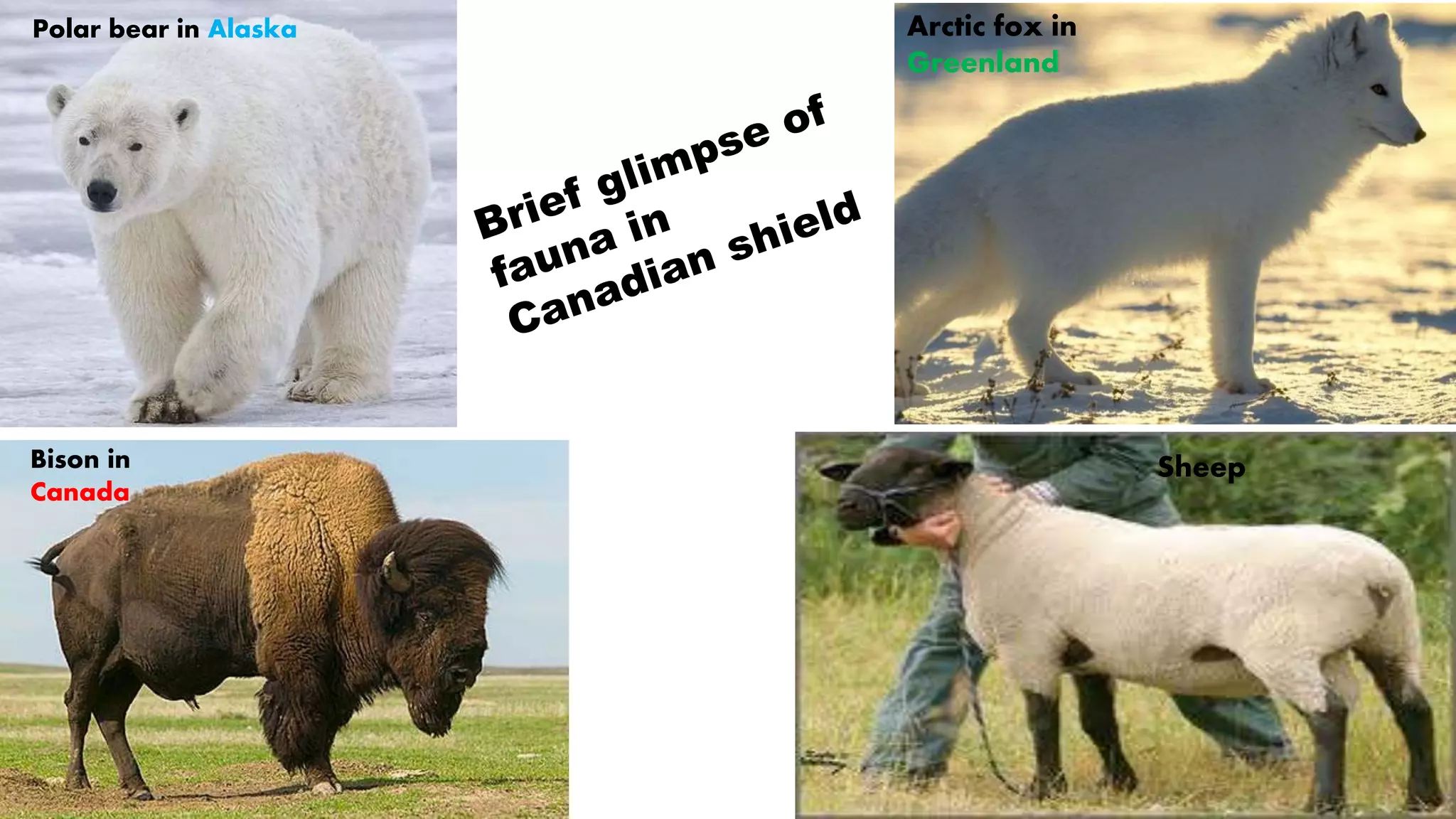 Polar bear in Alaska Arctic fox in
Greenland
Bison in
Canada
Sheep
 