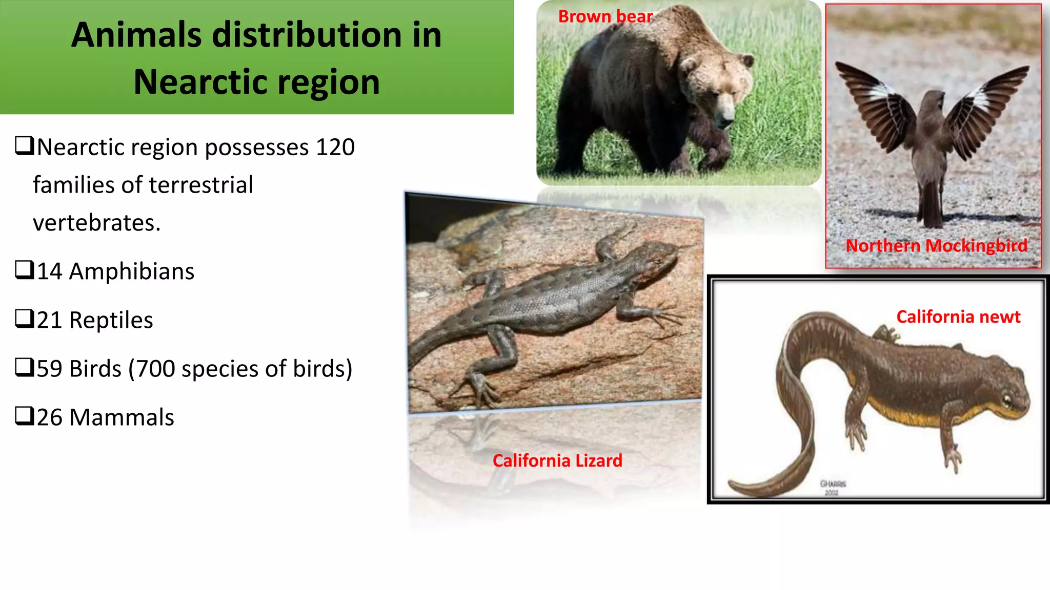 Nearctic region possesses 120
families of terrestrial
vertebrates.
14 Amphibians
21 Reptiles
59 Birds (700 species of birds)
26 Mammals
Animals distribution in
Nearctic region
Northern Mockingbird
California newt
Brown bear
California Lizard
 