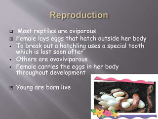  Most reptiles are oviparous
 Female lays eggs that hatch outside her body
 To break out a hatchling uses a special tooth
which is lost soon after
 Others are ovoviviparous
 Female carries the eggs in her body
throughout development
 Young are born live
 