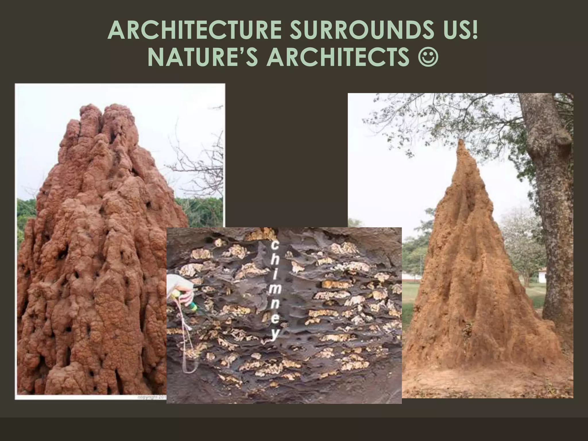 ARCHITECTURE SURROUNDS US!
NATURE’S ARCHITECTS 
 