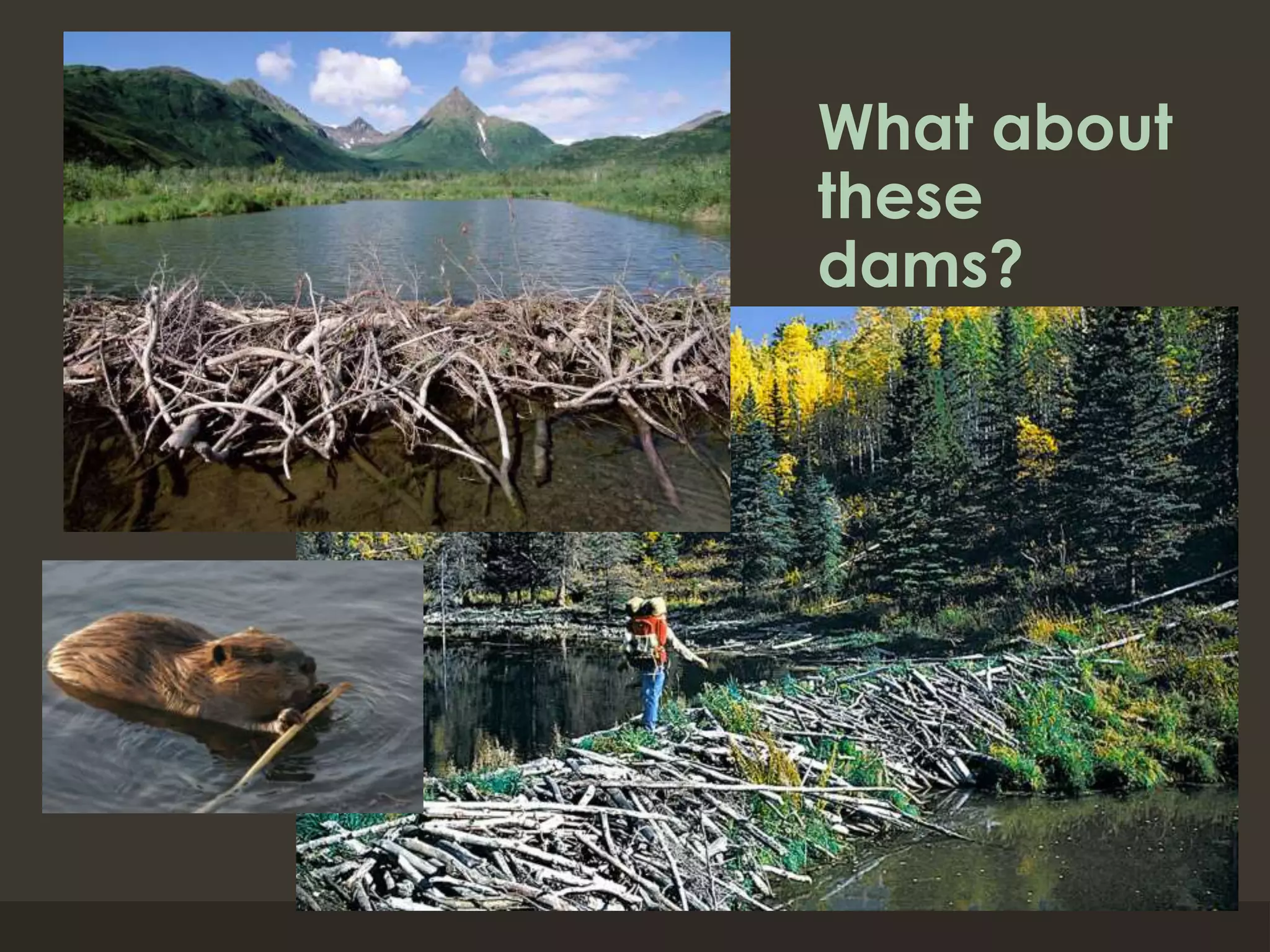 What about
these
dams?
 