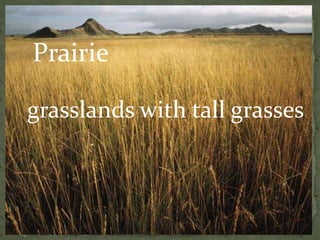 Prairie
grasslands with tall grasses
 