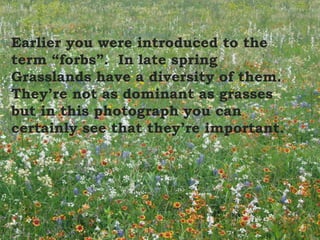 Earlier you were introduced to the
term “forbs”. In late spring
Grasslands have a diversity of them.
They’re not as dominant as grasses
but in this photograph you can
certainly see that they’re important.
 