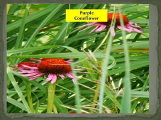 Purple
Coneflower
 