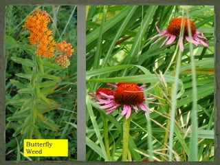 Butterfly
Weed
 