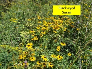 ........Photographs to FileFlower PhotoDSC01200.JPGto FileFlower PhotoDSC01200.JPG
Black-eyed
Susan
 