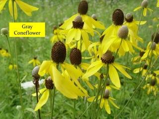 Gray
Coneflower
 
