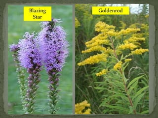 Blazing
Star
Goldenrod
 