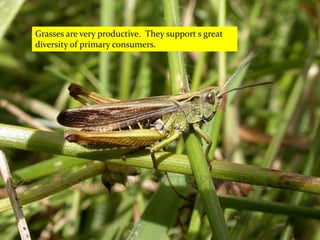 Grasses are very productive. They support s great
diversity of primary consumers.
 