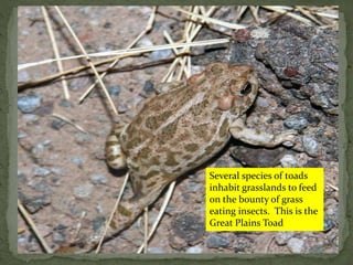 Several species of toads
inhabit grasslands to feed
on the bounty of grass
eating insects. This is the
Great Plains Toad
 