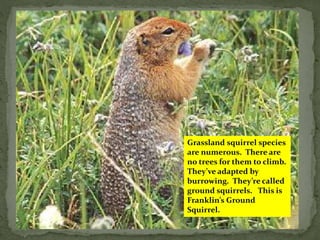 Grassland squirrel species
are numerous. There are
no trees for them to climb.
They’ve adapted by
burrowing. They’re called
ground squirrels. This is
Franklin’s Ground
Squirrel.
 