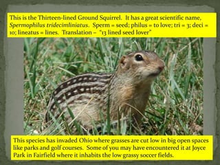 This is the Thirteen-lined Ground Squirrel. It has a great scientific name,
Spermophilus tridecimliniatus. Sperm = seed; philus = to love; tri = 3; deci =
10; lineatus = lines. Translation – “13 lined seed lover”
This species has invaded Ohio where grasses are cut low in big open spaces
like parks and golf courses. Some of you may have encountered it at Joyce
Park in Fairfield where it inhabits the low grassy soccer fields.
 
