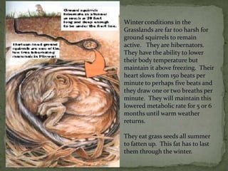 Winter conditions in the
Grasslands are far too harsh for
ground squirrels to remain
active. They are hibernators.
They have the ability to lower
their body temperature but
maintain it above freezing. Their
heart slows from 150 beats per
minute to perhaps five beats and
they draw one or two breaths per
minute. They will maintain this
lowered metabolic rate for 5 or 6
months until warm weather
returns.
They eat grass seeds all summer
to fatten up. This fat has to last
them through the winter.
 
