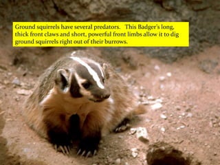 Ground squirrels have several predators. This Badger’s long,
thick front claws and short, powerful front limbs allow it to dig
ground squirrels right out of their burrows.
 