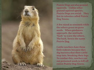 Prairie Dogs are also ground
squirrels. Unlike other
ground squirrel species,
Prairie Dogs are social. They
live in colonies called Prairie
Dog Towns.
A few stand as sentinels while
the others graze on grass
seeds. When predators
approach, the sentinels
“bark” to warn the others.
The bark, hence the name
Prairie Dog.
Cattle ranchers hate these
little rodents because they
dig burrows that their cattle
step into, breaking their legs.
To combat this, ranchers set
out poisoned seeds to kill off
entire Prairie Dog Towns.
 