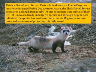 This is a Black-footed Ferret. Their sole food source is Prairie Dogs. As
ranchers eliminated Prairie Dog towns en masse, the Black-footed Ferret’s
population declined dramatically. At one point there were only 21 of them
left. It is now a federally endangered species and although its gene pool
is limited, the species has made a recovery. Prairie Dog towns are now
protected as a means of protecting this little weasel.
 