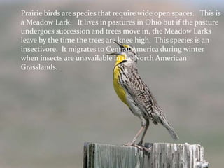 Prairie birds are species that require wide open spaces. This is
a Meadow Lark. It lives in pastures in Ohio but if the pasture
undergoes succession and trees move in, the Meadow Larks
leave by the time the trees are knee high. This species is an
insectivore. It migrates to Central America during winter
when insects are unavailable in the North American
Grasslands.
 
