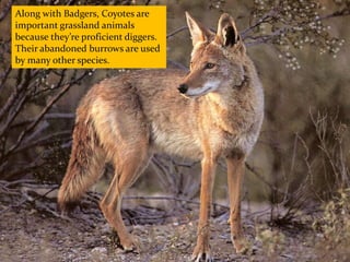 Along with Badgers, Coyotes are
important grassland animals
because they’re proficient diggers.
Their abandoned burrows are used
by many other species.
 