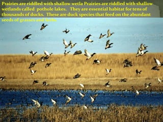 Prairies are riddled with shallow wetla Prairies are riddled with shallow
wetlands called pothole lakes. They are essential habitat for tens of
thousands of ducks. These are duck species that feed on the abundant
seeds of grasses and forbs.
 