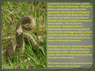 Grasslands are home to many reptiles.
This is a Prairie Rattlesnake. Biologists
believe rattlesnakes evolved in the
grasslands where the dry, overlapping
skin on their tail that forms the rattle
gave them the ability to warn hooved
animals such as Grasslands are home to
many reptiles. This is a Prairie
Rattlesnake. Biologists believe
rattlesnakes evolved in the grasslands
where the dry, overlapping skin on their
tail that forms the rattle gave them the
ability to warn hooved animals such as
bison, of the snake’s presence.
Domestic cattle react the same way wild
cows (bison) react to the buzzing of a
rattlesnake’s rattle. Both stop in their
tracks, then move backwards away from
the source of the sound.
This snake species eats ground squirrels.
bison, of the snake’s presence.
 