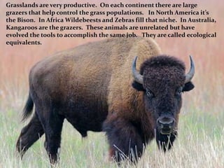 Grasslands are very productive. On each continent there are large
grazers that help control the grass populations. In North America it’s
the Bison. In Africa Wildebeests and Zebras fill that niche. In Australia,
Kangaroos are the grazers. These animals are unrelated but have
evolved the tools to accomplish the same job. They are called ecological
equivalents.
 