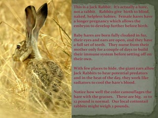 This is a Jack Rabbit. It’s actually a hare,
not a rabbit. Rabbits give birth to blind,
naked, helpless babies. Female hares have
a longer pregnancy which allows the
embryos to develop further before birth.
Baby hares are born fully cloaked in fur,
their eyes and ears are open, and they have
a full set of teeth. They nurse from their
mother only for a couple of days to build
their immune system before setting off on
their own.
With few places to hide, the giant ears allow
Jack Rabbits to hear potential predators
and in the heat of the day, they work like
radiators to cool the hare’s blood.
Notice how well the color camouflages the
hare with the grasses. These are big. 10 to
12 pound is normal. Our local cottontail
rabbits might weigh 2 pounds.
 