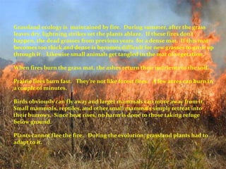 Grassland ecology is maintained by fire. During summer, after the grass
leaves dry, lightning strikes set the plants ablaze. If these fires don’t
happen, the dead grasses from previous years for a dense mat. If this mat
becomes too thick and dense is becomes difficult for new grasses to grow up
through it. Likewise small animals get tangled in the mat of vegetation.
When fires burn the grass mat, the ashes return their nutrients to the soil.
Prairie fires burn fast. They’re not like forest fires. A few acres can burn in
a couple of minutes.
Birds obviously can fly away and larger mammals can move away from it.
Small mammals, reptiles, and other small mammals simply retreat into
their burrows. Since heat rises, no harm is done to those taking refuge
below ground.
Plants cannot flee the fire. During the evolution, grassland plants had to
adapt to it.
 