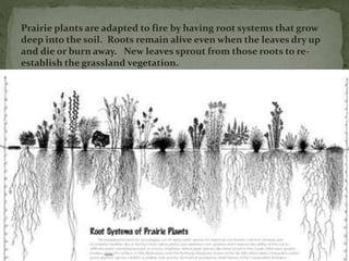 Prairie plants are adapted to fire by having root systems that grow
deep into the soil. Roots remain alive even when the leaves dry up
and die or burn away. New leaves sprout from those roots to re-
establish the grassland vegetation.
 