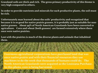 Enormous agricultural corporations have purchased land that was
once native prairie and with their financial resources they use
machines to do the work that thousands of humans could do. The
North American Grasslands were acquired as the Louisiana Purchase.
In this photo, corn is being harvested. .
Grassland soils are thick and rich. The gross primary productivity of this biome is
very high compared to others.
In order to provide nutrients and minerals for such productive plants, the soil must
be rich.
Unfortunately man learned about the soils’ productivity and recognized that
because it is so good for native prairie grasses, it is probably just as suitable for non-
native grasses. About 99% of North American Grasslands have been converted to
agriculture. Corn and wheat (both grasses) are farmed extensively where there
once were native prairies.
Lost with the prairies is much of the diverse plants and animals that inhabited
them.
 
