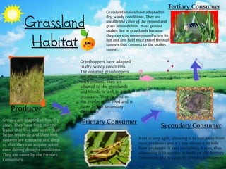 Grassland Biome