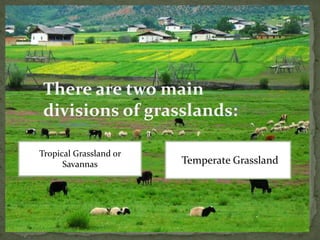 There are two main
divisions of grasslands:
Temperate Grassland
Tropical Grassland or
Savannas
 