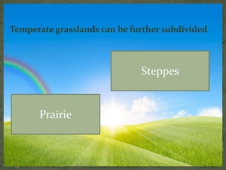 Temperate grasslands can be further subdivided
Prairie
Steppes
 