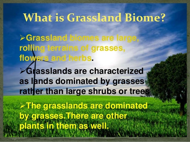 grassland biome grassland biome