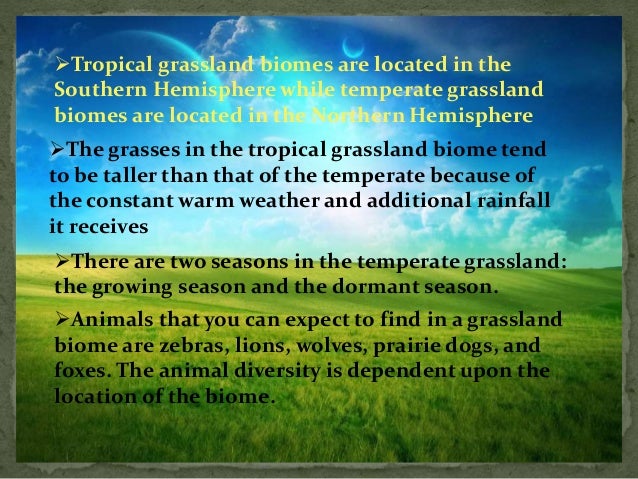 grassland biome grassland biome