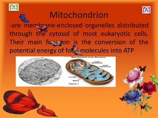 Mitochondrion
-are membrane-enclosed organelles distributed
through the cytosol of most eukaryotic cells.
Their main function is the conversion of the
potential energy of food molecules into ATP
 
