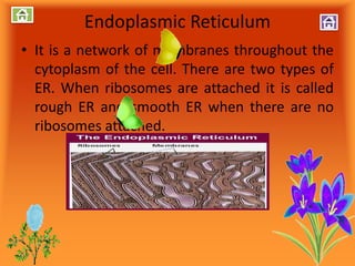 Endoplasmic Reticulum
• It is a network of membranes throughout the
cytoplasm of the cell. There are two types of
ER. When ribosomes are attached it is called
rough ER and smooth ER when there are no
ribosomes attached.
 