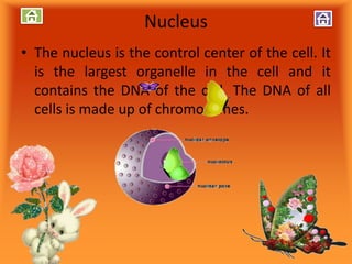 Nucleus
• The nucleus is the control center of the cell. It
is the largest organelle in the cell and it
contains the DNA of the cell. The DNA of all
cells is made up of chromosomes.
 
