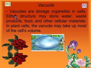 Vacuole
- Vacuoles are storage organelles in cells.
Either structure may store water, waste
products, food, and other cellular materials.
In plant cells, the vacuole may take up most
of the cell's volume.
 