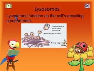 Lysosomes
Lysosomes function as the cell's recycling
compartment.
 