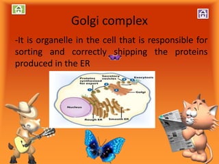 Golgi complex
-It is organelle in the cell that is responsible for
sorting and correctly shipping the proteins
produced in the ER
 