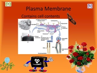 Plasma Membrane
Contains cell contents
 