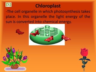 Chloroplast
-The cell organelle in which photosynthesis takes
place. In this organelle the light energy of the
sun is converted into chemical energy.
 
