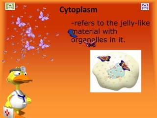 Cytoplasm
-refers to the jelly-like
material with
organelles in it.
 