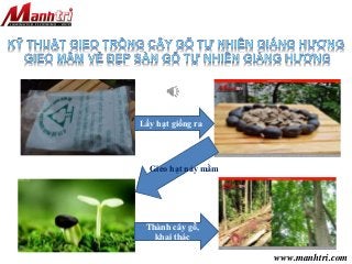 www.manhtri.com
Lấy hạt giống ra
Thành cây gỗ,
khai thác
Gieo hạt nảy mầm
 