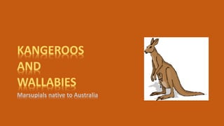 KANGEROOS
AND
WALLABIES
Marsupials native to Australia
 