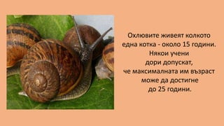 Охлювите живеят колкото
една котка - около 15 години.
Някои учени
дори допускат,
че максималната им възраст
може да достигне
до 25 години.
 