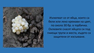 Излюпват се от яйца, които са
бели или леко кремави на цвят,
по около 30 бр. в торбичка.
Охлювите снасят яйцата си под
гниещи трупи и места, където са
защитени от изсъхване.
 